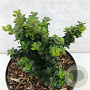 Ilex crenata 'Dwarf Pagoda' 15-20 cm 2,0L