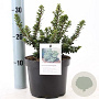 Ilex crenata 'Dwarf Pagoda' 15-20 cm 2,0L