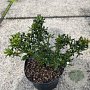Ilex meserv. 'Horstmann Mini' 15-20 cm 2,0L