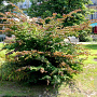 Parrotia persica 'Pendula' 200-225 cm container dia 100-120
