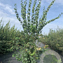 Philadelphus 'Schneesturm' 150-175 cm 20L