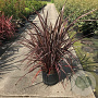 Phormium tenax 'Purpureum' 80-100 cm 20L