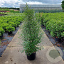 Pittosporum tenuifolium 150-175 cm 20L
