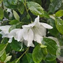 Rhododendron (AJ) 'Dorothy Haiden' 60-80 cm 20L breed