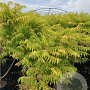 Rhus typhina Tiger Eyes 80-100 cm 20L
