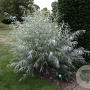 Salix exigua 100-125 cm 20L
