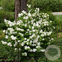 Viburnum plic. Opening Day 125-150 cm 20L