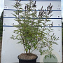 Vitex agnus-castus 80-100 cm 20L