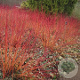 Cornus alternifolia 'Winter Orange' 125-150 cm 20L