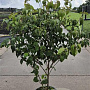 Cornus k. 'Milky Way' 125-150 cm 20L