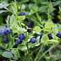 Vaccinium c. 'Calypso' 80-100 cm 35L