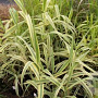 Arundo donax 'Aureovariegata' GM c20