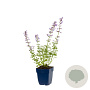 Nepeta 'Walker's Low' GM  P11