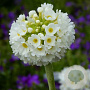 Primula denticulata 'Prom White' GM  P11