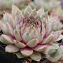 Sempervivum Grijs/Grey/Grau GM  P11