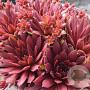Sempervivum Rood/Red/Rot GM  P11