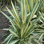 Yucca filamentosa 'Color Guard' GM 18L