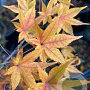 Acer palmatum 'Aureum' 250-300 cm cont. 180L