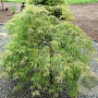 Acer palmatum 'Dissectum Viridis' 150-175 cm cont. 130L breed