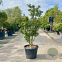 Acer palmatum 'Shishigashira' 150-175 cm cont. 130L