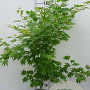 Acer pseudoplatanus 'Arctic Jade' 200-250 cm 50L