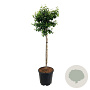 Betula pendula 'Magical Globe' 90 cm stam 15L