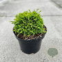 Chamaecyparis obtusa 'Poemeltje K' 15-20 cm 2,0L
