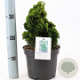 Chamaecyparis o. 'Aurora' 20-25 cm 3,0L