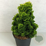 Chamaecyparis o. 'Aurora' 30-35 cm 7,5L
