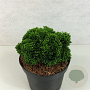 Chamaecyparis o. 'Junip. Compacta' 12-15 cm 2,0L