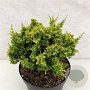 Chamaecyparis o. 'Yel. Teddy Bear' 20-25 cm 3,0L