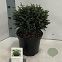 Chamaecyparis p. 'Blue Moon' 20-25 cm 3,0L
