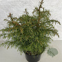 Cryptomeria j. 'Elegans' 30-40 cm 3,0L