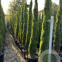 Cupressus sempervirens 'Blue Sky' 300-350 cm container meerstammig
