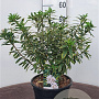 Daphne transatlantica 'Summer Ice' 60-80 cm 20L breed