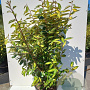 Elaeagnus ebbingei 'Limelight' 80-100 cm 20L