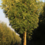 Fraxinus excelsior 'Jaspidea' 300-350 cm cont. 130L