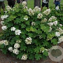 Hydrangea quercifolia 'Alice' 100-125 cm 35L