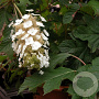 Hydrangea quercifolia 'Ice Crystal' 80-100 cm 35L