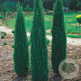 Juniperus communis 'Sentinel' 175-200 cm cont. 110L