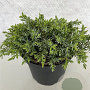 Juniperus communis 'Silver Carpet' 25-30 cm 3,0L