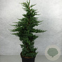 Juniperus procumbens 'Nana' 70-80 cm 10L