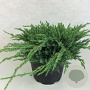 Juniperus squamata 'Blue Carpet' 40-50 cm 10L