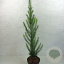 Larix kaempf. 'Jakobsen's Pyramid' 50-60 cm 3,0L