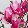 Magnolia 'Star Burst' 175-200 cm 50L