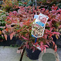 Nandina domestica 'Fire Power' 80-90 cm 35L