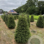 Picea abies 175-200 cm draadkluit