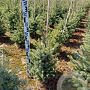 Picea omorika 60-80 cm met kluit