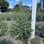Picea omorika 80-100 cm met kluit