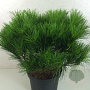 Pinus densiflora 'Alice Verkade' 40-50 cm 10L